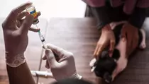 Vaksin Rabies Gratis di Jakarta