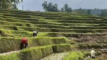 Kemendikbudristek Kenalkan Tradisi Bali Subak dan Jalur Rempah di WWF