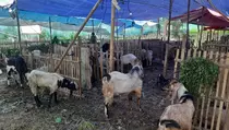 Cari Hewan Kurban Jelang Iduladha? Ini Kisaran Harganya di Jakarta