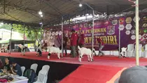 Jelang Iduladha, Ratusan Ekor Kambing Ikuti Kontes di Kediri