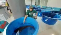 Puluhan Pembudi Daya Ikuti Kontes Ageng-agengan Ikan Lele di Kediri