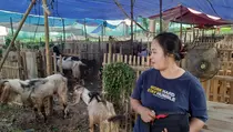 Jelang Iduladha, Lapak Hewan Kurban di Jakarta Mulai Bermunculan