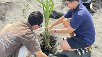 Jelang Hari Lingkungan Hidup, Mahasiswa FEB UGM Tanam Pandan Laut di Pantai Pelangi