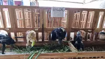 Unik, Hotel Kambing di Kudus Tawarkan Layanan Full Service