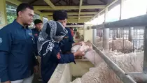UGM Terjunkan 28 Mahasiswa Pengawas dan Pemeriksa Hewan Kurban
