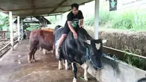 Werkudara dan Antasena, Sapi Seberat 1 Ton Asal Ponorogo yang Dibeli SBY