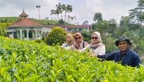 Kebun Teh Lawang Kedaton Probolinggo Bakal Jadi Destinasi Wisata