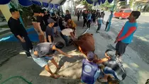 Butuh 30 Orang untuk Jatuhkan Sapi 600 Kg yang Akan Disembelih di Kediri