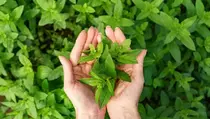 10 Herbal yang Manjur Menjaga Daya Tahan Tubuh Saat Kualitas Udara Buruk
