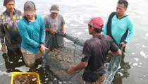 Tak Mau Rugi Besar, Petambak Udang Vaname di Kebumen Panen Lebih Awal