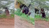 Orang Utan Berukuran Hampir Setinggi Rumah Gegerkan Kalimantan Timur, Ini Penampakannya