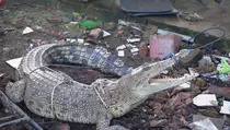 Viral Buaya Berkeliaran di Kutai Timur, Masuk Bengkel Buat Warga Panik
