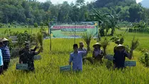 Trenggalek Sukses Panen Padi di Lahan Kering, Inovasi Hemat Air Jadi Kunci
