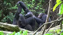 Penjaga Kebun Binatang Ditangkap karena Curi Makanan Simpanse