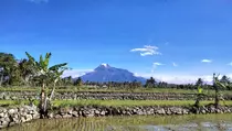 Petani Yakin Swasembada Pangan Cepat Tercapai dengan Program Cetak Sawah