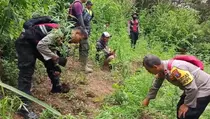 Ladang Ganja di Lereng Gunung Semeru, Polisi Musnahkan 4.338 Batang Tanaman