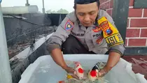 Polisi di Blitar Sukses Budi Daya Ikan Koi hingga Raup Cuan Jutaan Rupiah