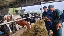 Program Makan Bergizi Gratis Bisa Selamatkan Industri Peternakan
