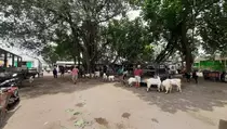 Pedagang Kambing di Kediri Nekat Berjualan, Tolak Penutupan Pasar Hewan Akibat PMK
