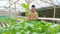 Kebun Hidroponik Milik Guru SD Cianjur Sukses Pasok Sayuran ke Supermarket