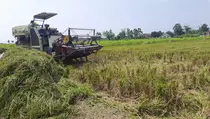 Petani Kediri Sambut Baik Kenaikan HPP Gabah Jadi Rp 6.500 Per Kilogram