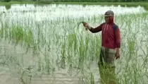 Terendam Banjir, Ratusan Hektare Tanaman Padi di Tulang Bawang Terancam Gagal Panen
