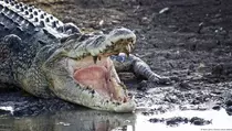 Ngeri! Nenek 62 Tahun Diterkam Buaya Muara Saat Mandi di Sungai