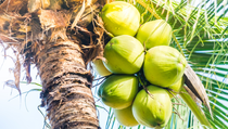 Harga Kelapa Melonjak, Umat Hindu Malaysia Diminta Batasi Ritual Thaipusam