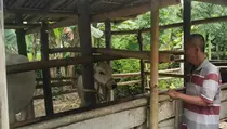 Sapi di Kebumen Diduga Tewas Diracun, Peternak Merasa Diteror