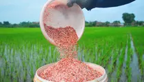 Sering Salah Sasaran, Distribusi Pupuk Subsidi Perlu Perbaikan Data