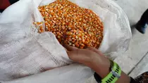 Bapanas Optimistis Produksi Jagung Meningkat 41,38% di Triwulan Pertama