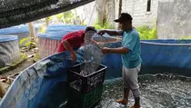#Produktifdinegerisendiri: Pria di Kediri Sukses Jadi Peternak Ikan Lele dengan Omzet Rp 100 Juta Per Bulan