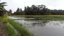 Terendam Air Laut, 500 Ha Sawah di Pangandaran Terancam Gagal Panen