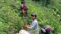 Terkejut Ada Ladang Ganja di Bromo, DPR: Harus Diusut Tuntas