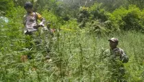 Penggunaan Drone Dilarang karena Temuan Ladang Ganja di Bromo?