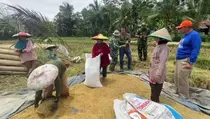 Bulog Tetap Serap Gabah Tanpa Libur untuk Kejar Target 4 Juta Ton