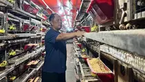 ASN di Kebumen Sukses Kembangkan Budi Daya Puyuh Petelur