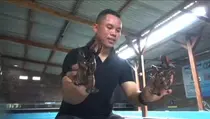 Pemuda Jombang Raup Omzet Rp 40 Juta Per Bulan dari Lobster Air Tawar