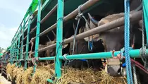NTB Pasok 19.000 Sapi Kurban ke Jabodetabek Jelang Iduladha