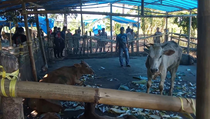 Aparat Bakar Arena Judi Sabung Ayam di Gowa Berkedok Kandang Sapi