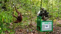 6 Orang Utan Dilepasliarkan, Menhut: Jaga Kelestarian