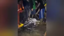 Dramatis! Puluhan Warga Tangkap Buaya yang Mangsa Bocah 10 Tahun
