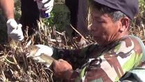 Tradisi Unik Petani Gowa: Berburu Tikus untuk Cegah Gagal Panen