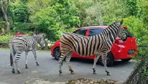 Rayakan HUT Ke-80 RI, Taman Safari Bogor Gelar Parade Satwa