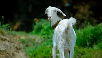 Richard Lee Kurban 54 Kambing, Bagaimana Hukum Kurban Lebih dari Satu?