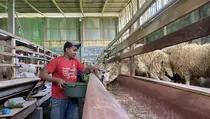 Harga Kambing Kurban di Malang Naik Capai Rp 4,5 Juta Jelang Iduladha