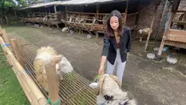Mahasiswi Cantik Jual Hewan Kurban di Yogyakarta, Bikin Pembeli Betah
