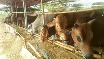 Pemkot Tangsel Perketat Pengawasan Kesehatan Hewan Kurban