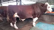 Prabowo Kurban 2 Sapi Raksasa 2,2 Ton di Babel