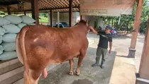 Sapi 1,1 Ton 'Si Jhon' Jadi Calon Kurban Presiden Prabowo